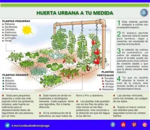 Cómo cultivar ajo, jengibre y cúrcuma en su hogar